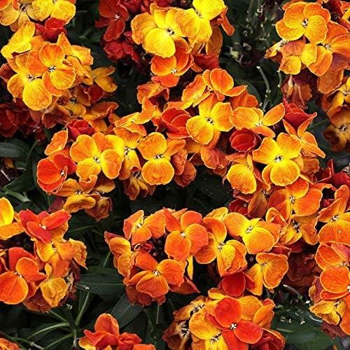 Wallflower sugar rush - wallflower, f1