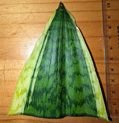 Snake plant sansevieria - plant,
