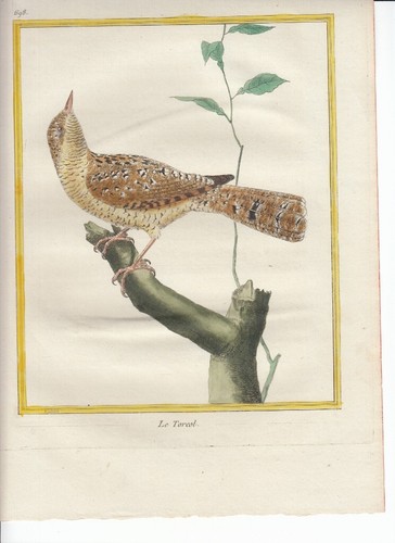 Hand colored martinet histoire - colored,