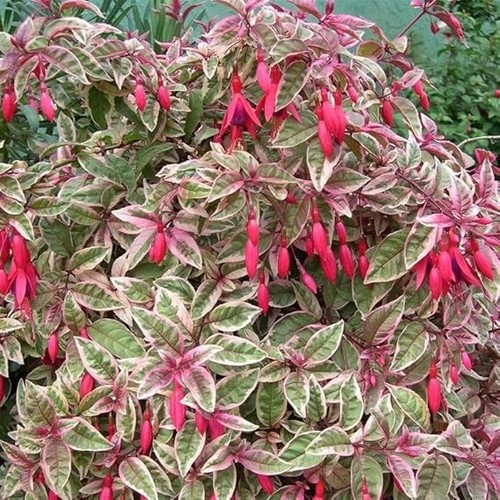 Hardy fuchsia variegated leaf - variegated,