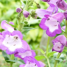 Penstemon Lady Alice Hindley 1