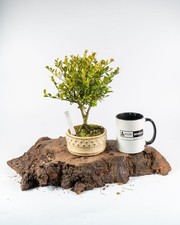 Ilex Shohin Bonsai Tree