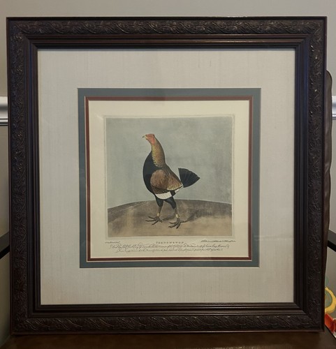 The phenomenon fighting cock - the,