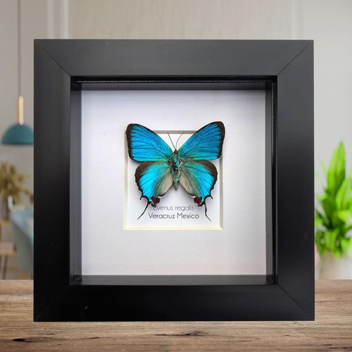 Framed regal hairstreak - framed,