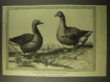 1887 Illustration of a pair of