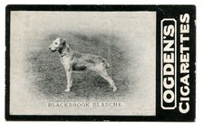 IRISH TERRIER Dog Vintage