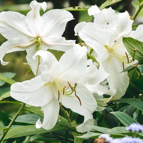 Lily pretty woman pot - lily, in