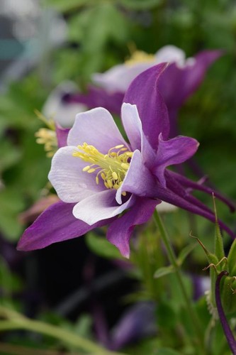 Aquilegia earlybird - aquilegia, earlybird™