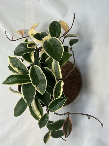 Hoya carnosa krimson - krimson, queen