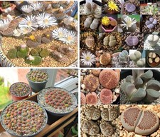 Lithops mix seeds - seeds, |