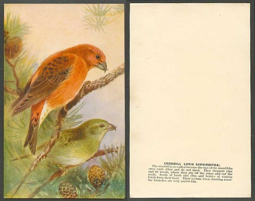 Crossbill bird roland - crossbill, bird,