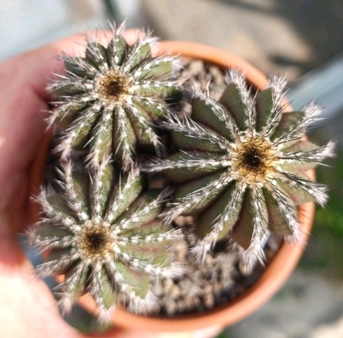 Uebelmannia pseudopectinifera - uebelmannia,