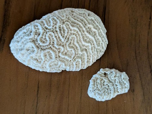 Natural white brain - 2,