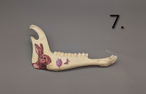 Decorated jawbone taxidermy - decorated, jawbone,