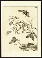 1840 Moses Harris Aurelian