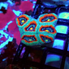 Wysiwyg acan lord coral - coral, frag