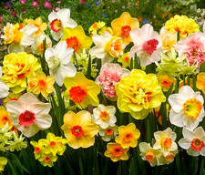 Daffodil Flower Bulbs 15 All