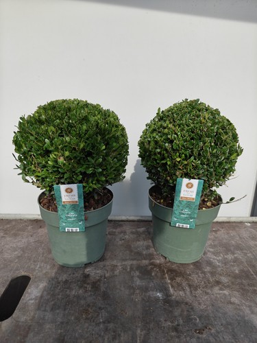 20cm ilex crenata jenny - ilex, jenny'
