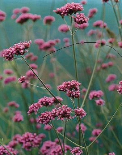 Verbena bonariensis - /,
