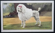 FRENCH POODLE    Vintage 1936  Illustrated Dog Card  FE04MS