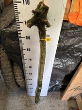 Hawthorn Huge SHANK WALKING