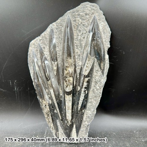 Fossil orthoceras slab - , in