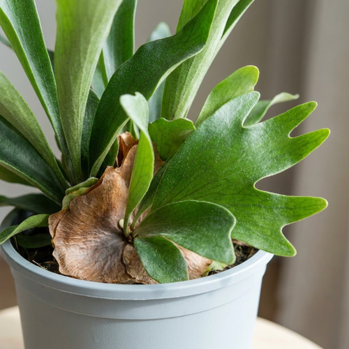 Staghorn fern platycerium - 1,