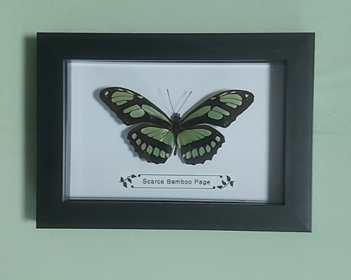 Taxidermy real framed - taxidermy,