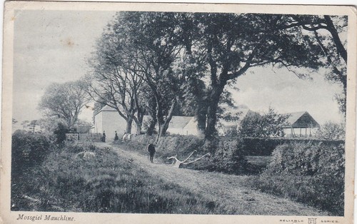 Mossgiel horse drawn plough - horse,