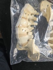 3X Model Human Pelvis And