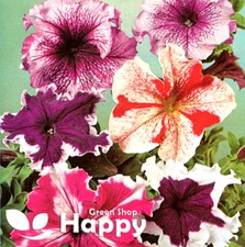PETUNIA SUPERBISSIMA CALIFORNIA GIANTS MIX 100 seeds  Petunia grandiflora FLOWER