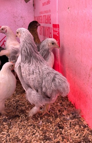 Giant brahma hatching - brahma,