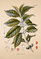 VINTAGE BOTANICAL POSTERS