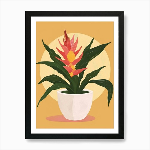 Bromeliad plant minimalist - bromeliad,