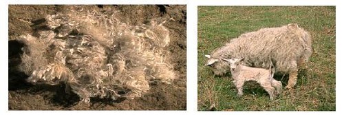 2oz raw angora - angora, goat
