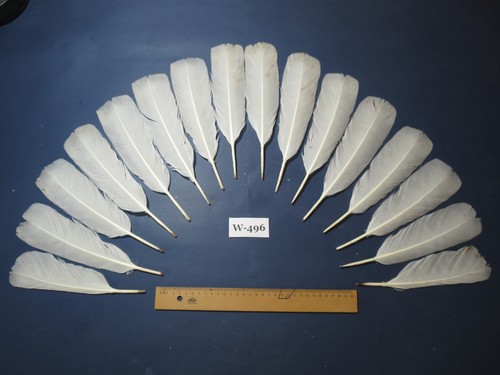 Pcs white turkey tail - white,