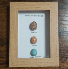 British Birds Eggs Collection
