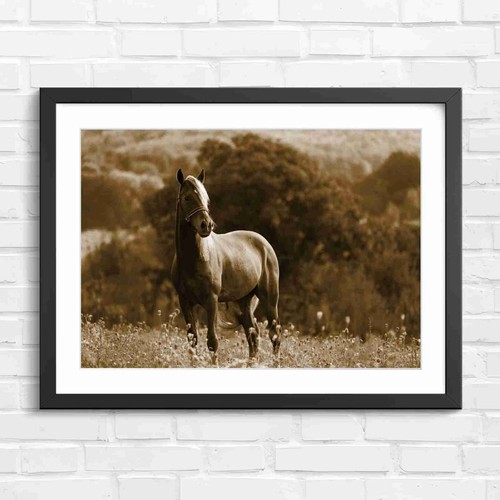 Palomino horse standing - palomino, in