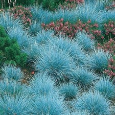 Blue grass plug - , festuca