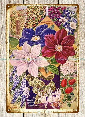 Clematis john lewis - clematis., childs