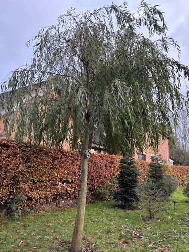 Weeping willow 60cm tall - willow,