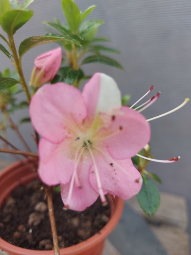 Beautiful flowering satsuki - flowering,