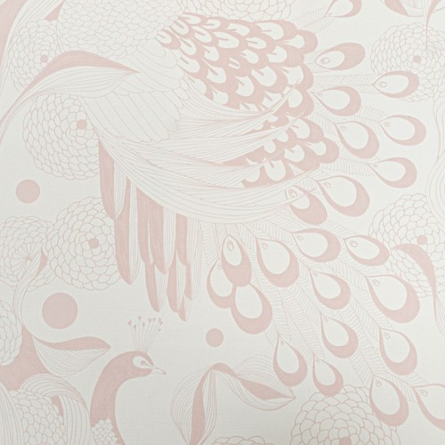 Pink white peacock wallpaper - pink,