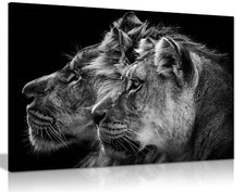 Black & White Lion and Lioness
