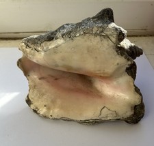 Large Conch Sea Shell - 19cm l x 10cm h