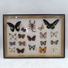 Framed Butterfly & Scorpion