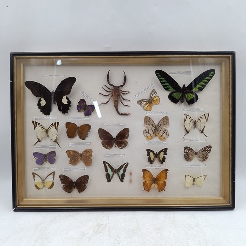 Framed butterfly scorpion - framed,