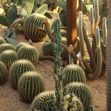 Cactus Mix - 50 Seeds - A Good Assortment Of Species and Forms