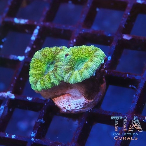 Tia sour apple acan wysiwyg - tia,