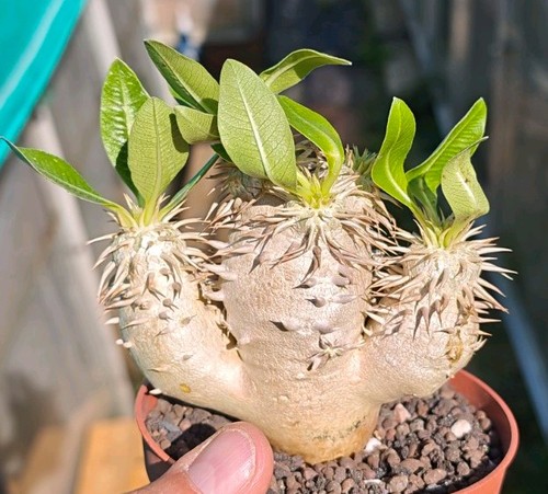 Pachypodium densiflorum - pachypodium,